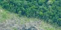Polda Riau Lengkapi Berkas Dugaan Perambahan Kawasan Hutan